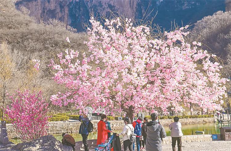 云台山：不负良辰美景，共赴春日花宴